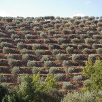 Olivenbäume zwischen den Weinbergen