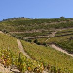 Weinberge in Douro
